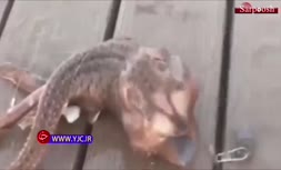 فیلم/ جانور عجیبی که ماهی‌گیر در دریا صید کرد!