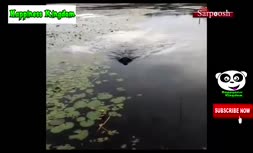 ویدئوی احساسی از حیواناتی که یکدیگر را نجات می‌دهند