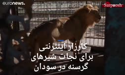 فیلم/ شیرهای گرسنه در سودان