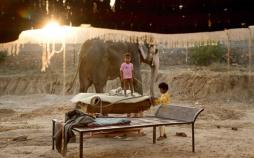 تصاویر فیل‌ها در هند,عکس های فیل‌ها در هند,تصاویر جاذبه های گردشگری هند