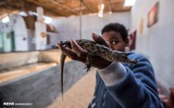 تصاویر نگهداری تمساح در خانه,عکس های خانواده های روستایی در مصر,تصاویر نگهداری از تمساح در خانه