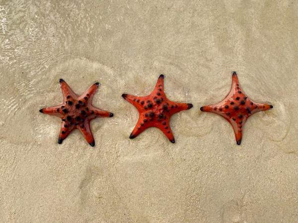 مقایسه‌های جذاب,اخبار جالب,خبرهای جالب,خواندنی ها و دیدنی ها