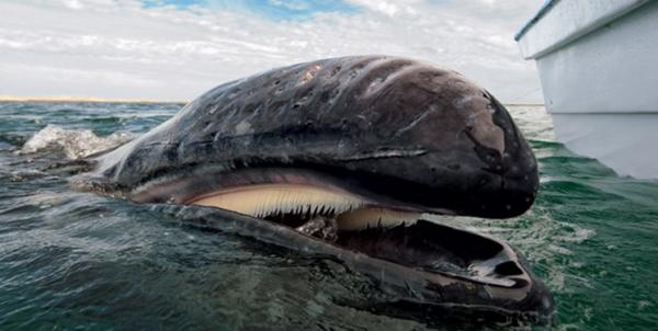 افزایش تعداد نهنگ‌های آبی در قطب جنوب,اخبار علمی,خبرهای علمی,طبیعت و محیط زیست