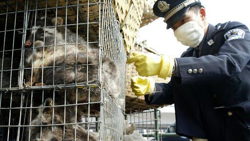 ممنوعیت تجارت گوشت حیوانات در چین,اخبار پزشکی,خبرهای پزشکی,بهداشت