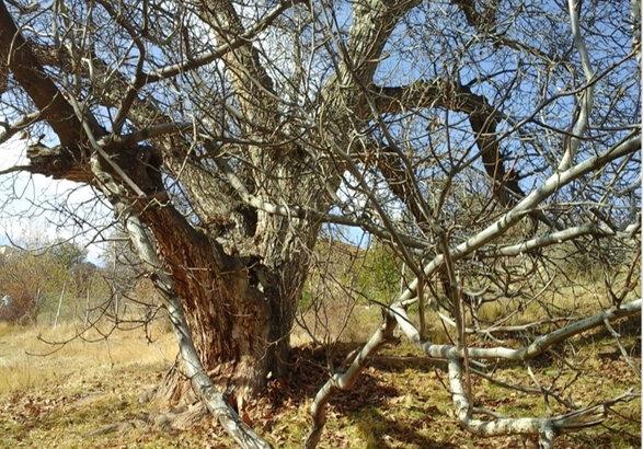 درخت گردوی ۴۰۰ ساله پشتوک,اخبار فرهنگی,خبرهای فرهنگی,میراث فرهنگی