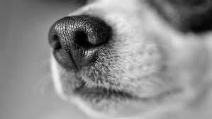 بو کشدن گرما توسط سگ,اخبار علمی,خبرهای علمی,طبیعت و محیط زیست
