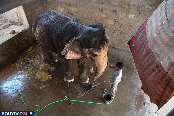 تصاویر فیل‌ها در هند,عکس های فیل‌ها در هند,تصاویر جاذبه های گردشگری هند