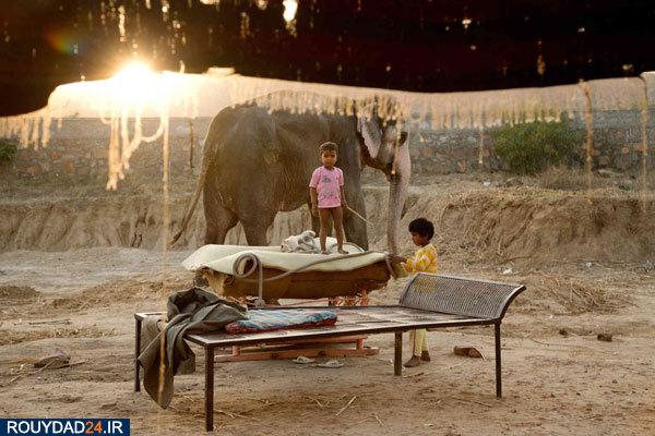 تصاویر فیل‌ها در هند,عکس های فیل‌ها در هند,تصاویر جاذبه های گردشگری هند