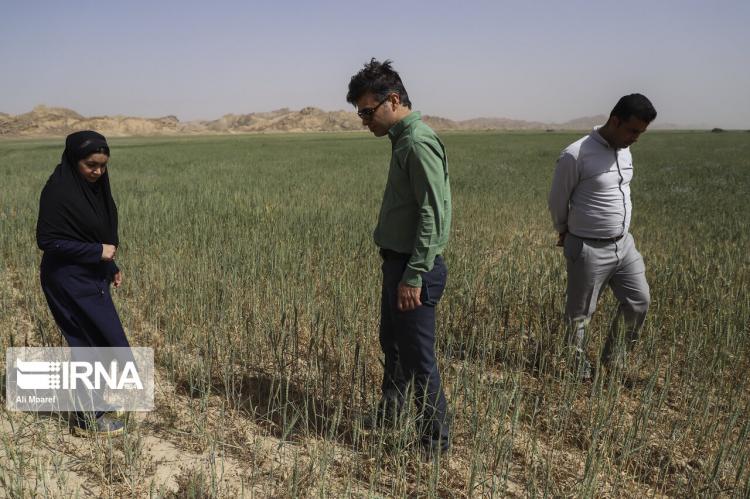 تصاویر عملیات پایش ملخ‌های صحرایی در خوزستان,عکس های مبارزه با ملخ ها,تصاویر مهارکردن ملخ ها