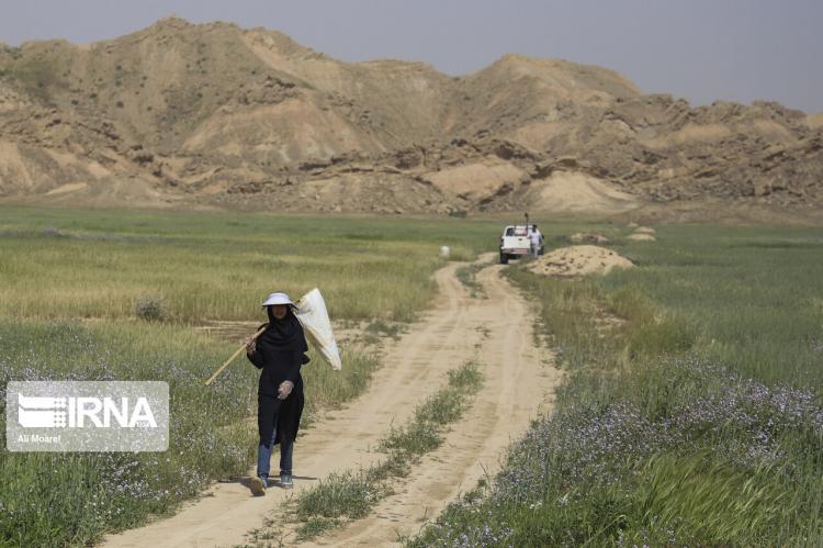 تصاویر عملیات پایش ملخ‌های صحرایی در خوزستان,عکس های مبارزه با ملخ ها,تصاویر مهارکردن ملخ ها