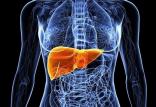 سرطان کبد,اخبار پزشکی,خبرهای پزشکی,تازه های پزشکی