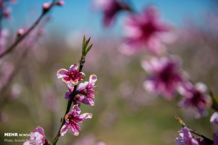 تصاویر طبیعت مازندران,عکس های طبیعت مازندران,تصاویر شکوفه دادن درختان