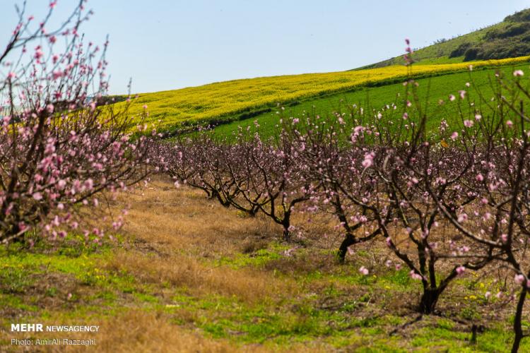 تصاویر طبیعت مازندران,عکس های طبیعت مازندران,تصاویر شکوفه دادن درختان