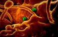 ویروس کرونا در اروپا,اخبار پزشکی,خبرهای پزشکی,بهداشت