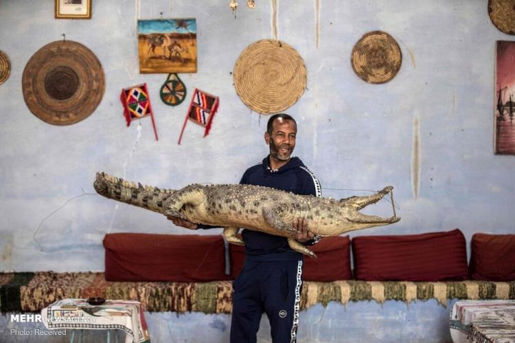 تصاویر نگهداری تمساح در خانه,عکس های خانواده های روستایی در مصر,تصاویر نگهداری از تمساح در خانه