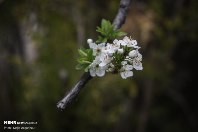 تصاویر شکوفه های بهاری در تهران,عکس های شکوفه های بهاری در تهران,تصاویر فصل بهار