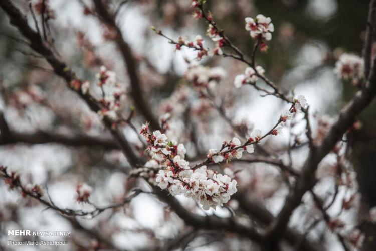 تصاویر شکوفه های بهاری در تهران,عکس های شکوفه های بهاری در تهران,تصاویر فصل بهار