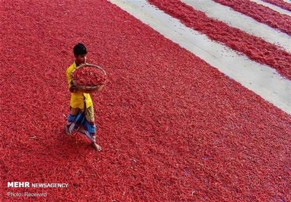 خشک کردن فلفل قرمز در بنگلادش,اخبار جالب,خبرهای جالب,خواندنی ها و دیدنی ها