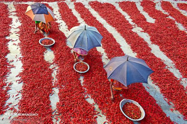 خشک کردن فلفل قرمز در بنگلادش,اخبار جالب,خبرهای جالب,خواندنی ها و دیدنی ها