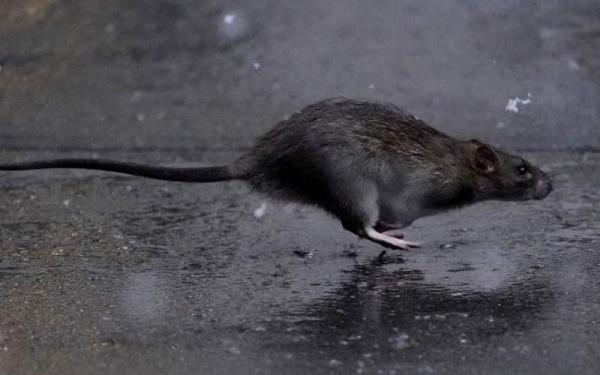 موش‌های تهاجمی,اخبار علمی,خبرهای علمی,طبیعت و محیط زیست