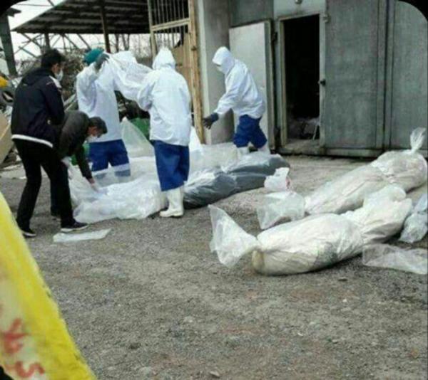 حسن روحانی حسن روحانی,اخبار سیاسی,خبرهای سیاسی,اخبار سیاسی ایران