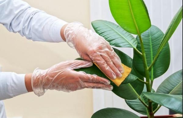 گیاهان گیاهان,اخبار پزشکی,خبرهای پزشکی,بهداشت