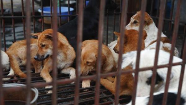 ممنوعیت خوردن گوشت سگ و گربه در چین,اخبار سیاسی,خبرهای سیاسی,اخبار بین الملل