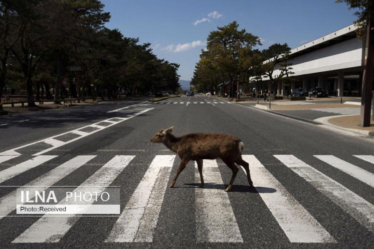 تصاویر حضور حیوانات در شهرهای کرونایی,عکس های حیوانات در شهرهای کرونایی,تصاویری از حضور حیوانات در شهرهای مشکوک به کرونا