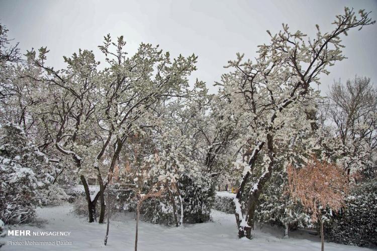 تصاویر بارش برف در اردبیل در 19 فرودین 99,عکس های بارش برف در اردبیل در 19 فرودین 99,تصاویر سفید پوش شدن اردبیل