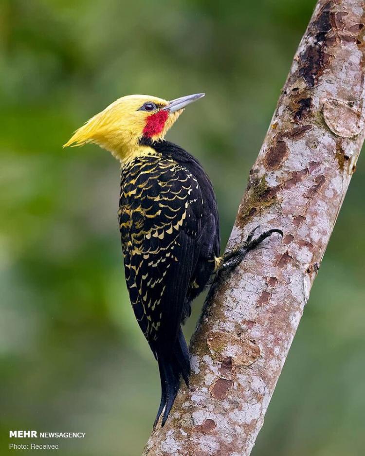 تصاویر پرنده های زیبای جنگل‌های برزیل,عکس های پرنده های زیبای جنگل‌های برزیل,تصاویر انواع پرنده ها