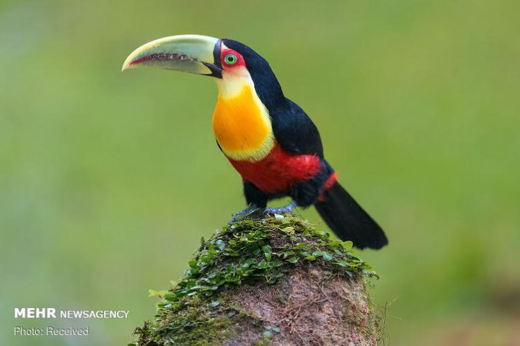 تصاویر پرنده های زیبای جنگل‌های برزیل,عکس های پرنده های زیبای جنگل‌های برزیل,تصاویر انواع پرنده ها