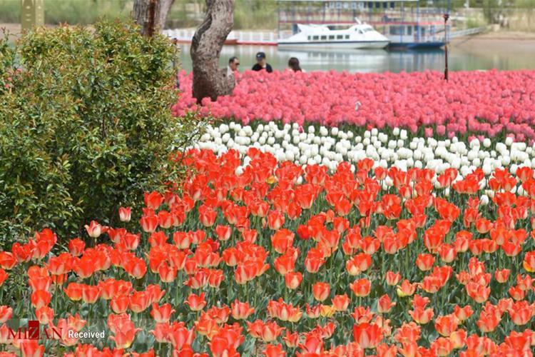 تصاویر جشنواره گل‌های لاله در چین,عکس های جشنواره گل‌های لاله در چین,تصاویر تنوع رنگی گل های لاله