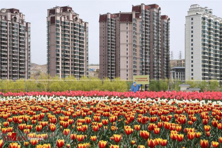 تصاویر جشنواره گل‌های لاله در چین,عکس های جشنواره گل‌های لاله در چین,تصاویر تنوع رنگی گل های لاله
