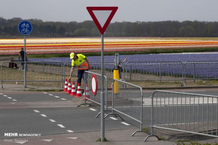 تصاویر نابودی گل های لاله در هلند با شیوع کرونا,عکس های نابودی گل های لاله,تصاویر نابودی گل های لاله