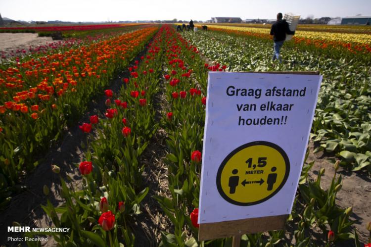 تصاویر نابودی گل های لاله در هلند با شیوع کرونا,عکس های نابودی گل های لاله,تصاویر نابودی گل های لاله