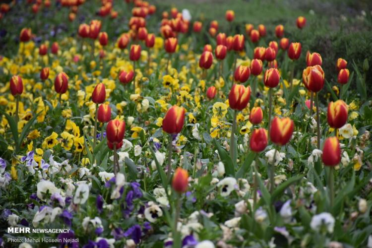 تصاویر آستارا میزبان گل های لاله,عکس های آستارا میزبان گل های لاله,تصاویر جاذبه های گردشگری گیلان