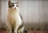 احتمال انتقال ویروس کرونا از گربه ها,اخبار پزشکی,خبرهای پزشکی,بهداشت