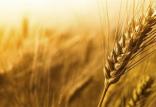 قیمت گندم در سال 99,اخبار اقتصادی,خبرهای اقتصادی,کشت و دام و صنعت