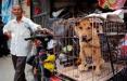 ممنوعیت مصرف سگ و گربه,اخبار سیاسی,خبرهای سیاسی,اخبار بین الملل