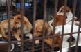 ممنوعیت خوردن گوشت سگ و گربه در چین,اخبار سیاسی,خبرهای سیاسی,اخبار بین الملل