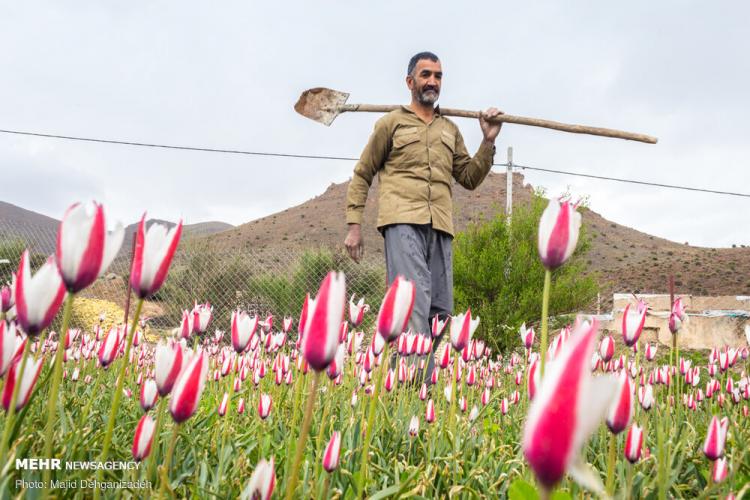 تصاویر لاله های وحشی روستای شرب العین یزد,عکس های لاله های وحشی,تصاویر روستای شرب العین یزد