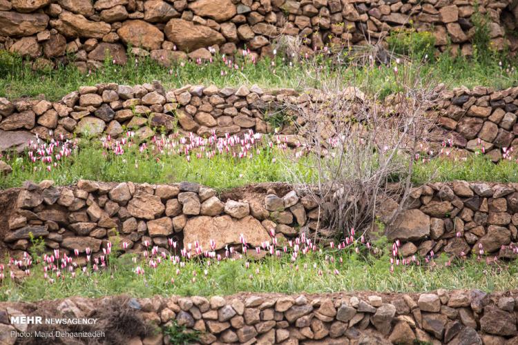 تصاویر لاله های وحشی روستای شرب العین یزد,عکس های لاله های وحشی,تصاویر روستای شرب العین یزد