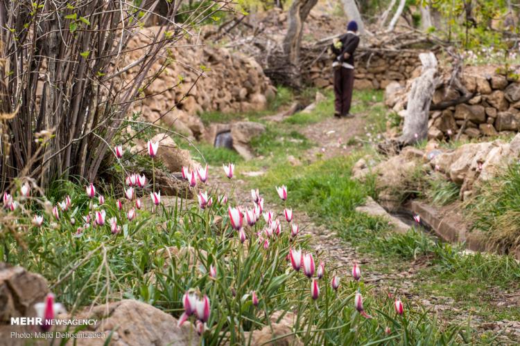 تصاویر لاله های وحشی روستای شرب العین یزد,عکس های لاله های وحشی,تصاویر روستای شرب العین یزد