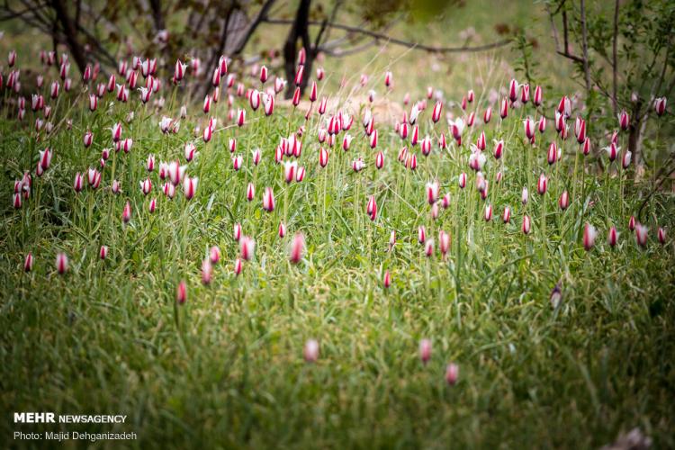 تصاویر لاله های وحشی روستای شرب العین یزد,عکس های لاله های وحشی,تصاویر روستای شرب العین یزد