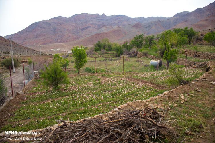 تصاویر لاله های وحشی روستای شرب العین یزد,عکس های لاله های وحشی,تصاویر روستای شرب العین یزد