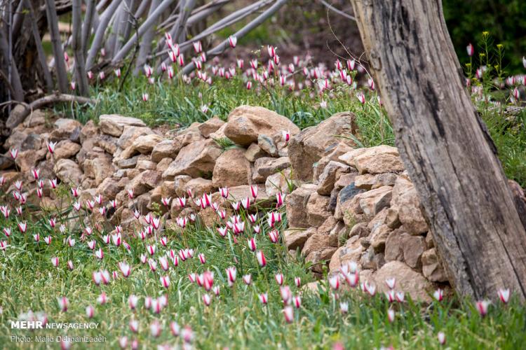 تصاویر لاله های وحشی روستای شرب العین یزد,عکس های لاله های وحشی,تصاویر روستای شرب العین یزد