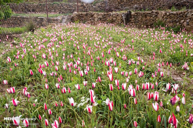 تصاویر لاله های وحشی روستای شرب العین یزد,عکس های لاله های وحشی,تصاویر روستای شرب العین یزد