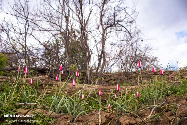 تصاویر لاله های وحشی روستای شرب العین یزد,عکس های لاله های وحشی,تصاویر روستای شرب العین یزد