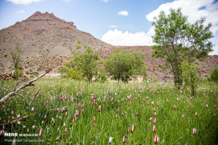 تصاویر لاله های وحشی روستای شرب العین یزد,عکس های لاله های وحشی,تصاویر روستای شرب العین یزد