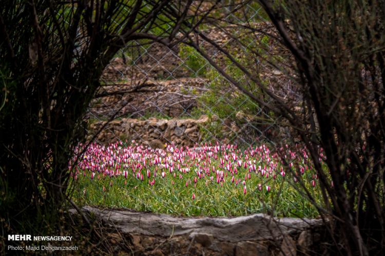 تصاویر لاله های وحشی روستای شرب العین یزد,عکس های لاله های وحشی,تصاویر روستای شرب العین یزد